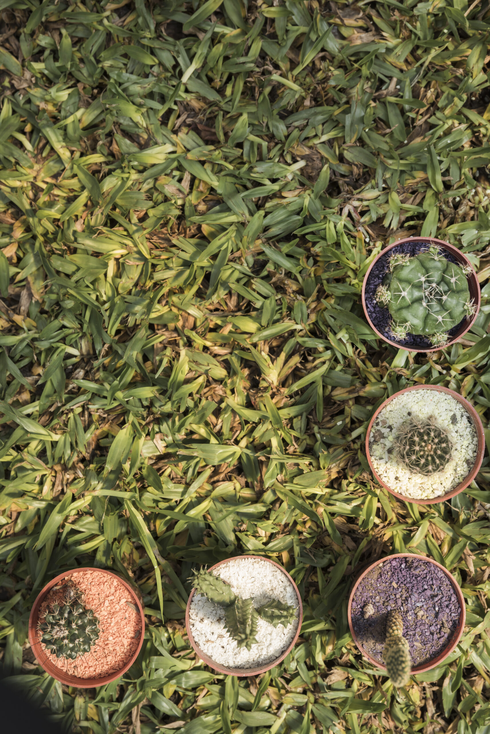 High angle view potted plants with various succulent plants green grass background