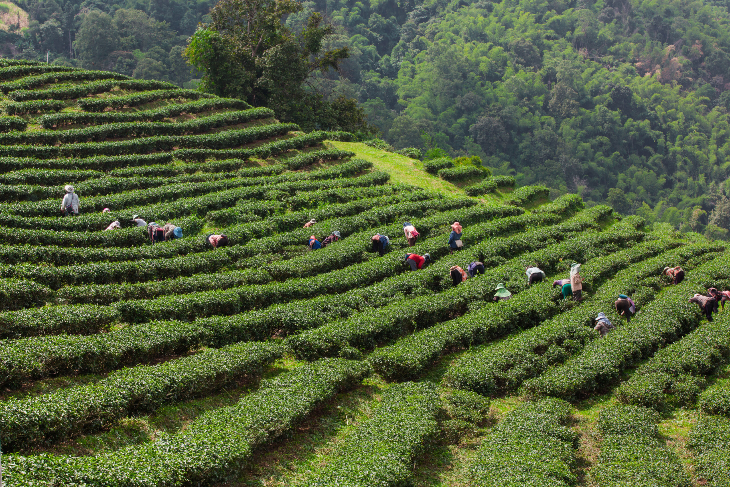 The layered tea garden along the shoulder of the valley surround