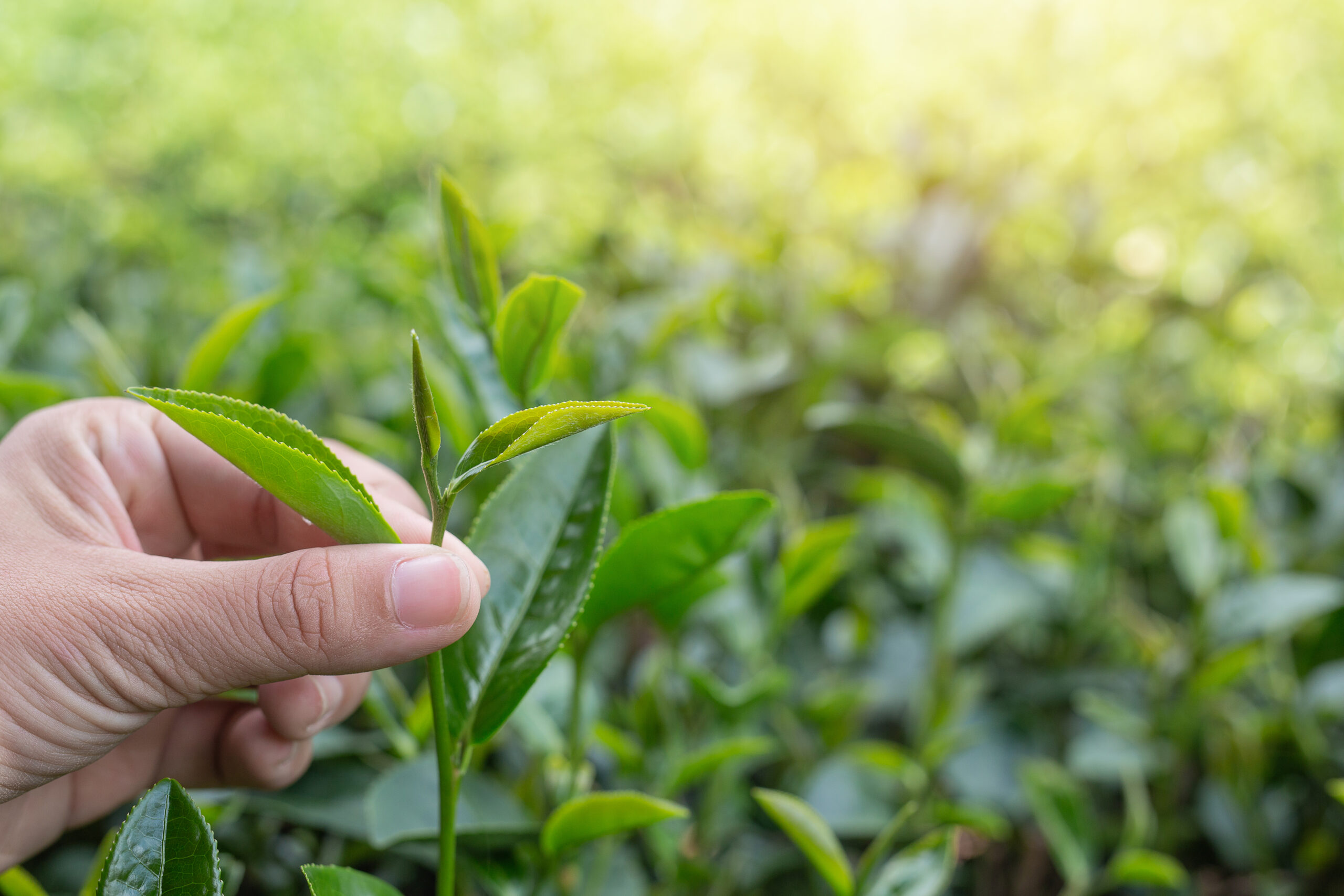 Tea picker woman's asian hands - close up,pretty tea-picking gi Tea picker woman's asian hands close up,pretty tea picking gi