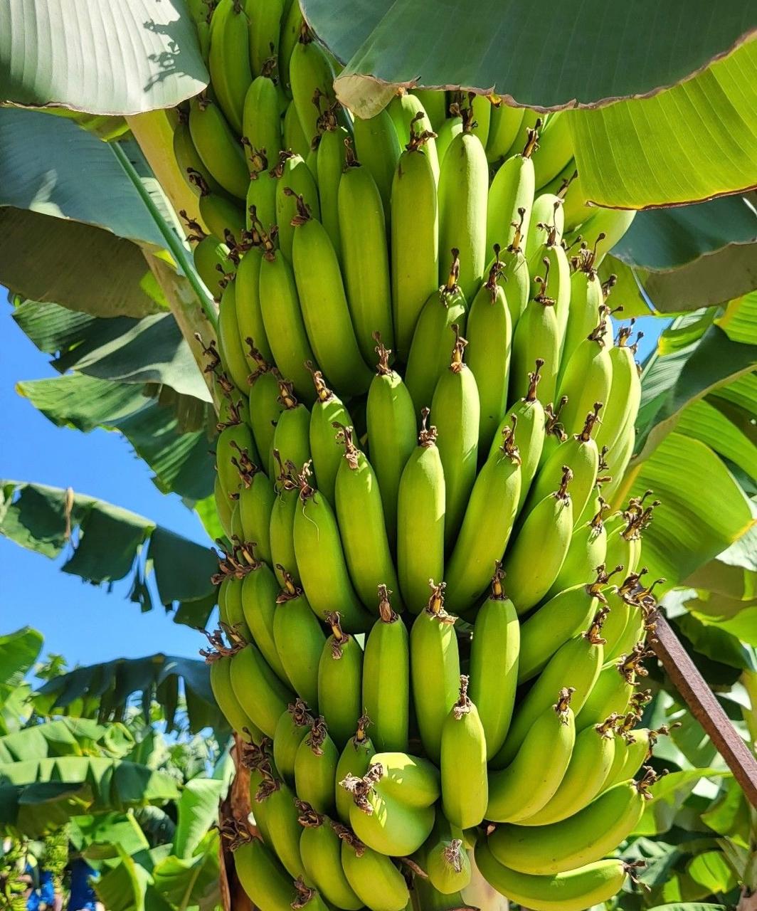 BANANA