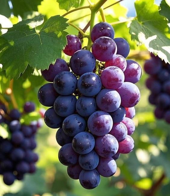 BLACK GRAPES